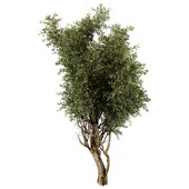 tree vol 28