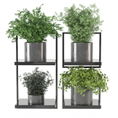 indoor plants in metal box 1758