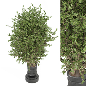 Indoor Plants Collection 1759