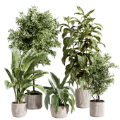 indoor plant 524