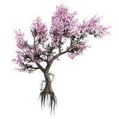 Spring almond tree