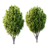 Osmanthus Fragrans Tree 03