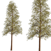 Pine Set 04