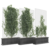 Outdoor Plant 208
