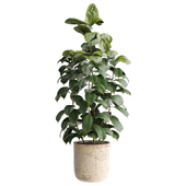 indoor Plant 612