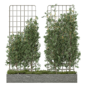 Outdoor Plant 209