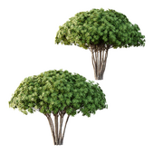 Edgeworthia chrysantha Plant Bush 04