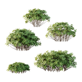 Edgeworthia chrysantha Plant Bush 03