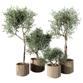 indoor Plant 613