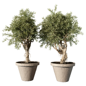 indoor Plant 614