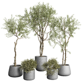 indoor Plant 616