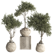 Indoor Bonsai Tree in Pot Collection 402