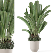 Indoor Plants in Minimal Pot_Set 3014