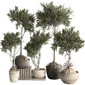 Exterior Bonsai Olive Tree in Pot Collection 403