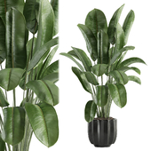 indoor plant 525