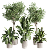 indoor plant 526