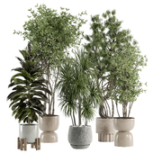 indoor plant 527