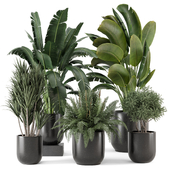 Indoor Plant in Black Minimal Pot 3136