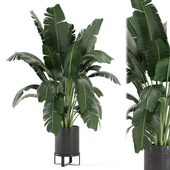 Indoor Plant in Black Minimal Pot 3020