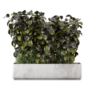 Outdoor Ficus Plants Bush Collection_Set 3023