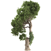 Jungle Tree and ivy plants 405