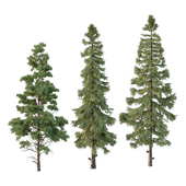 Alaska cedar Chamaecyparis thyoides Tree