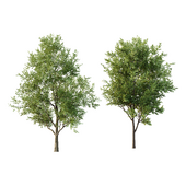 fraxinus excelsiorTree001