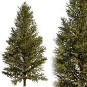 Spruce tree 07