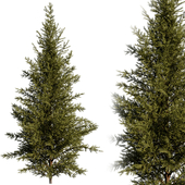 Norway spruce 08
