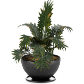 Indoor plant 003