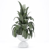 indoor plant 004