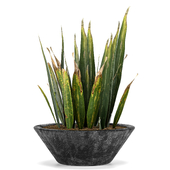 indoor plant 005
