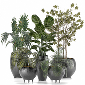 indoor plant set 002