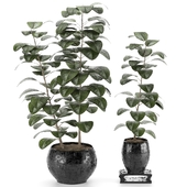 indoor plant 006