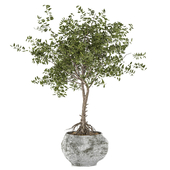 Indoor plant 007