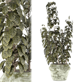 indoor plant 008