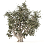 Olive Tree 001