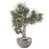 Bonsai tree 01