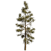 Pine 05