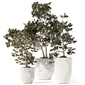 indoor plant 009