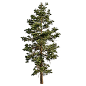 Pine 06
