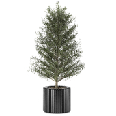 indoor plant 010