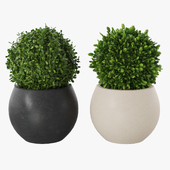 Potted plants