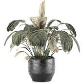 indoor plant 011