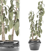 indoor plant 012