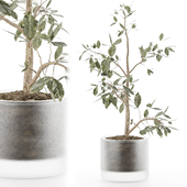 indoor plant 014