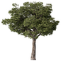 Tree Set.198 - Tree - 3D model
