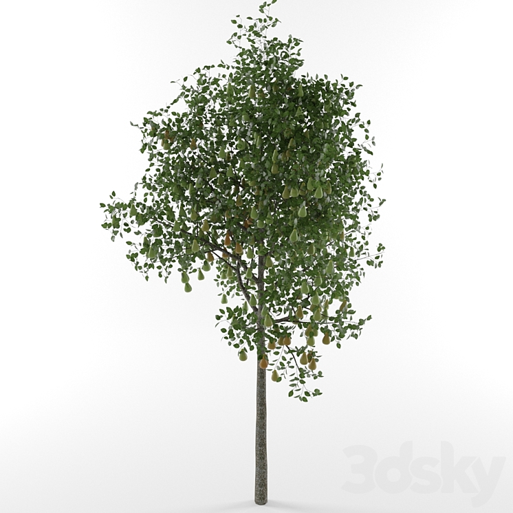 Pear Tree Model Pear tree - Tree - 3D model