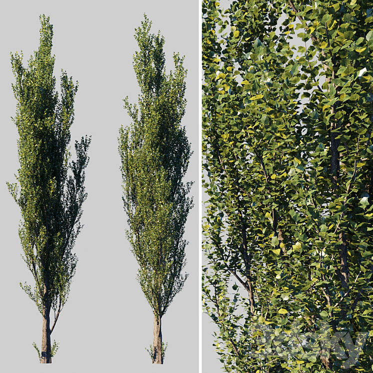Pyramidal Tree Type Pyramidal poplar / Populus pyramidalis - Tree - 3D model