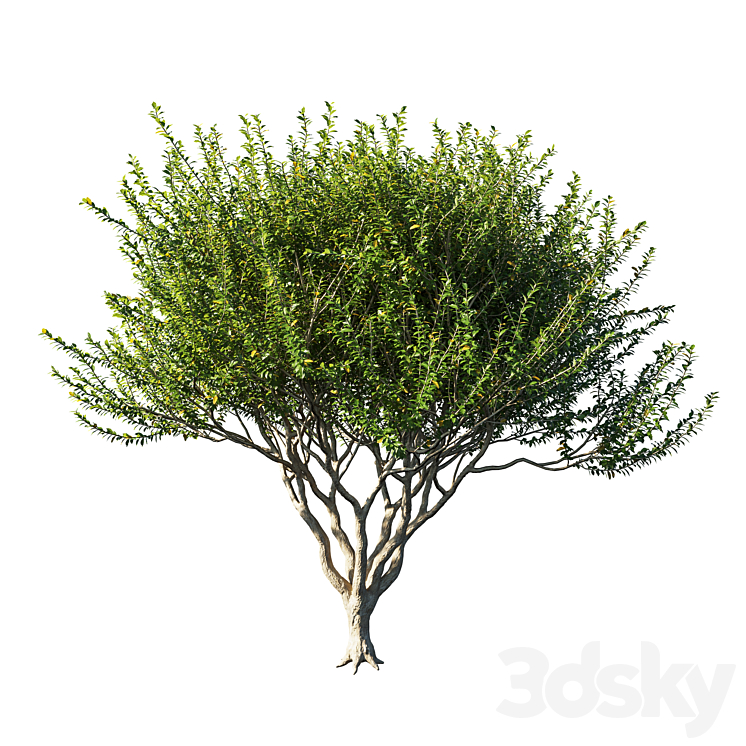 Myrtle tree - Tree - 3D model